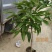 玉兰花/白玉兰/正品嫁接苗/老桩/种布袋老桩