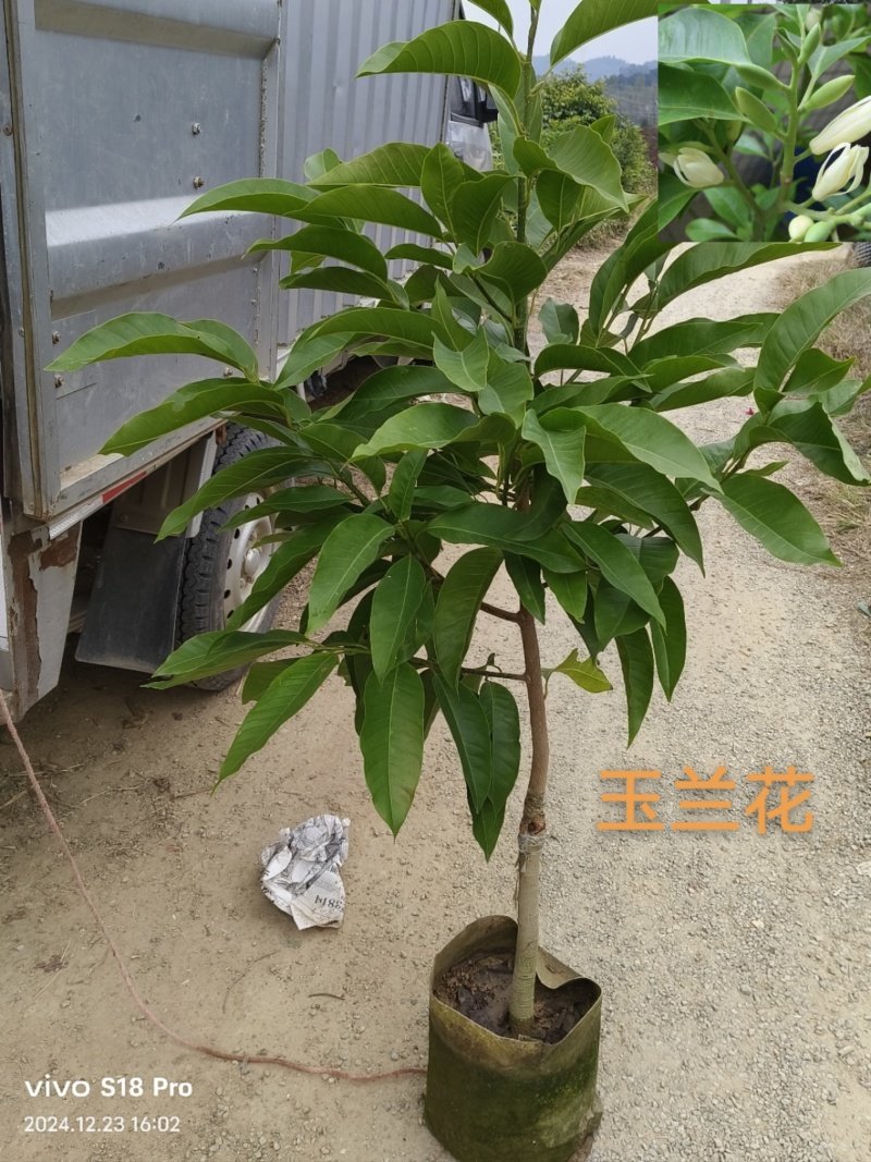 玉兰花/白玉兰/正品嫁接苗/老桩/种布袋老桩
