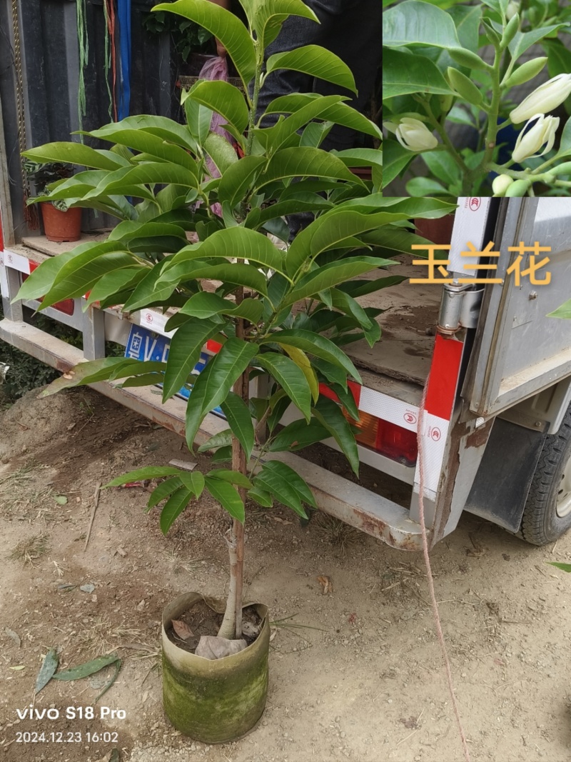 玉兰花/白玉兰/正品嫁接苗/老桩/种布袋老桩