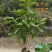 玉兰花/白玉兰/正品嫁接苗/老桩/种布袋老桩