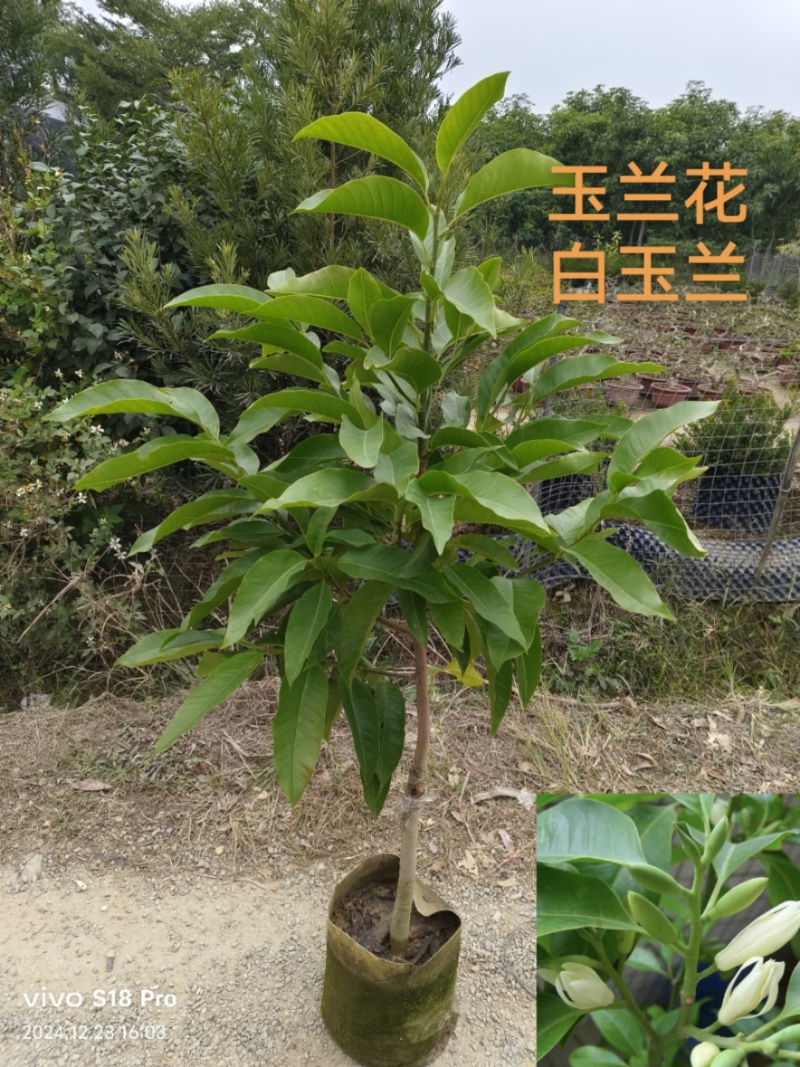玉兰花/白玉兰/正品嫁接苗/老桩/种布袋老桩