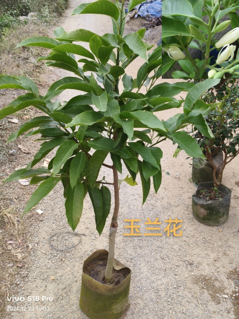 玉兰花/白玉兰/正品嫁接苗/老桩/种布袋老桩