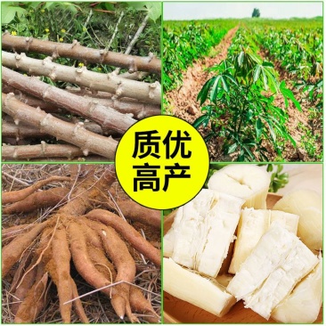 华南9号黄肉黄心木薯苗高产黄肉黄心木薯黄肉黄心木薯苗华南