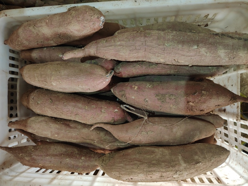 精品板栗薯，窖里货，个头均匀，纯纯条子货，质量杠杠