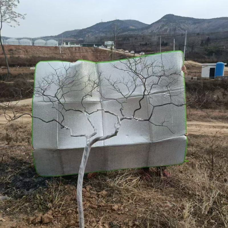 黄栌盆景