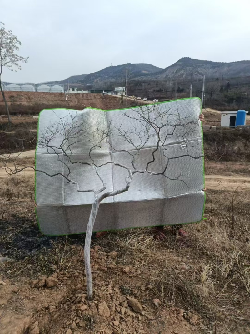 黄栌盆景