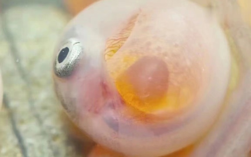 虎头鲨苗