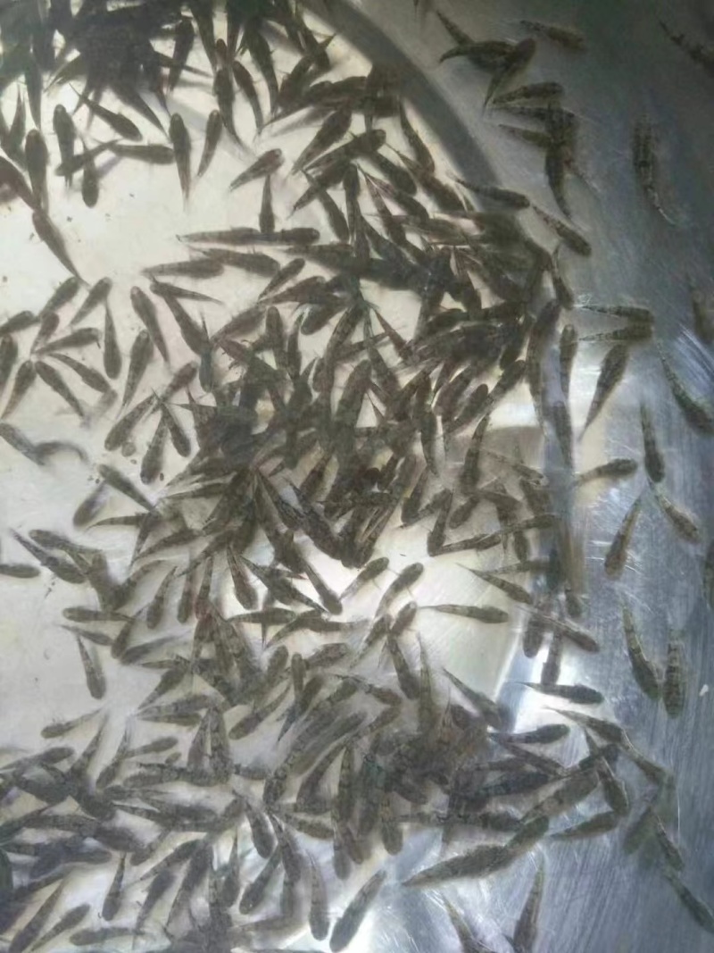 虎头鲨苗