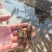 虎头鲨苗