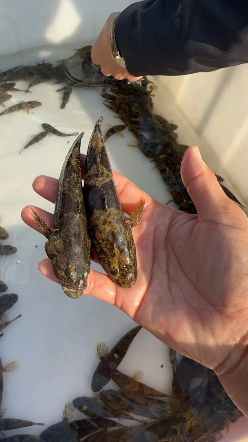 虎头鲨苗