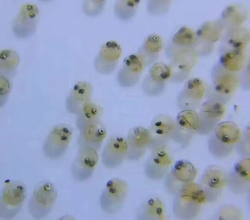 虎头鲨苗