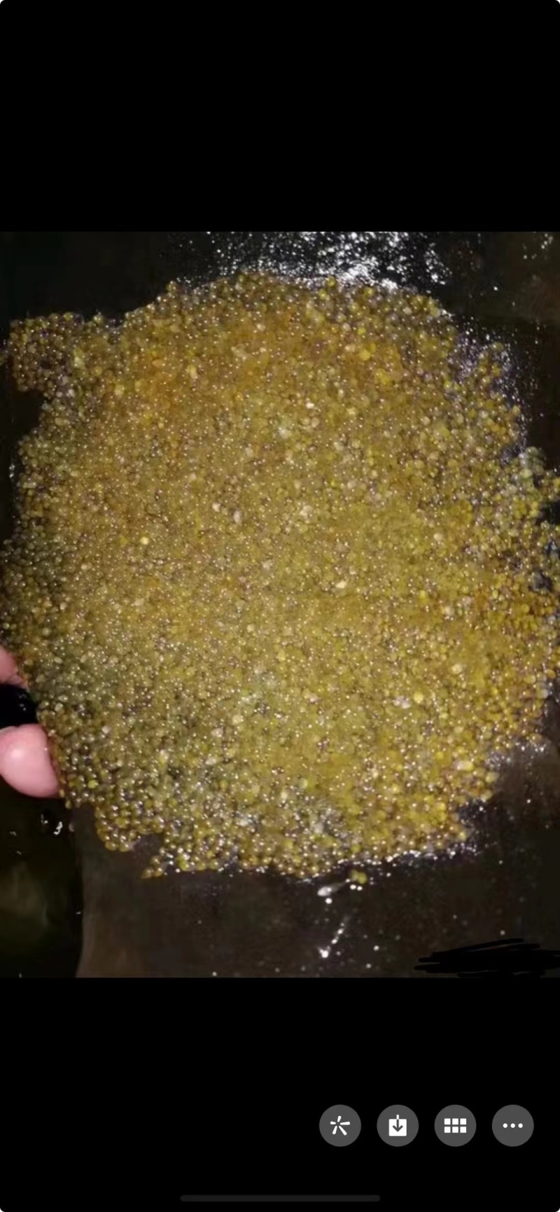 虎头鲨苗