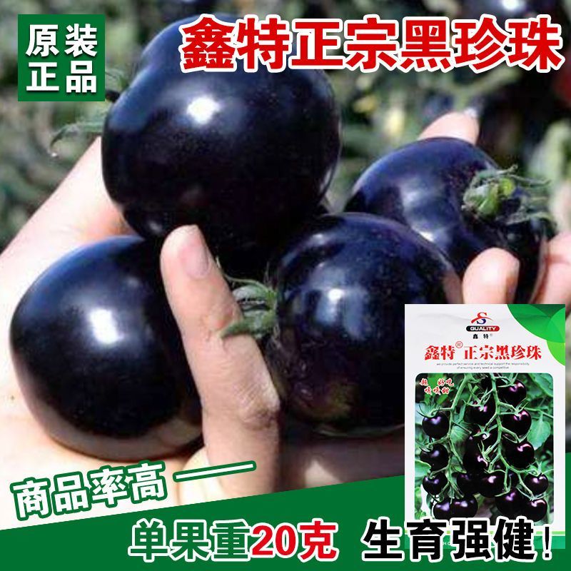 正宗黑珍珠番茄种子樱桃番茄圣女果籽小西红柿黑柿子种子