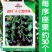 正宗黑珍珠番茄种子樱桃番茄圣女果籽小西红柿黑柿子种子