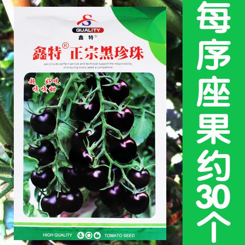 正宗黑珍珠番茄种子樱桃番茄圣女果籽小西红柿黑柿子种子