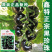 正宗黑珍珠番茄种子樱桃番茄圣女果籽小西红柿黑柿子种子