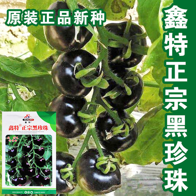 正宗黑珍珠番茄种子樱桃番茄圣女果籽小西红柿黑柿子种子