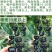 正宗黑珍珠番茄种子樱桃番茄圣女果籽小西红柿黑柿子种子