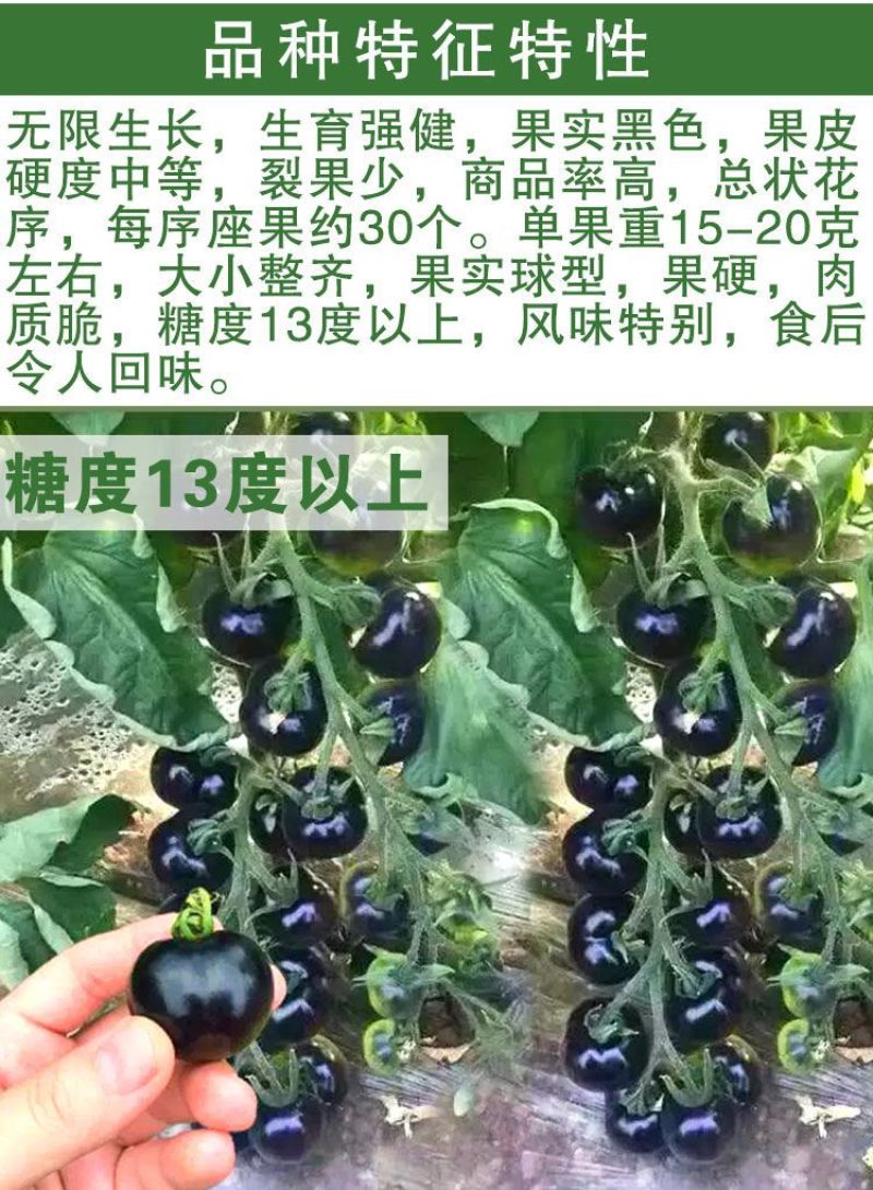 正宗黑珍珠番茄种子樱桃番茄圣女果籽小西红柿黑柿子种子