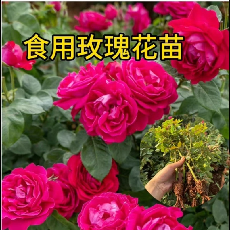 食用玫瑰花苗一首货源大量上市各种规格都有