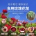 食用玫瑰花苗一首货源大量上市各种规格都有