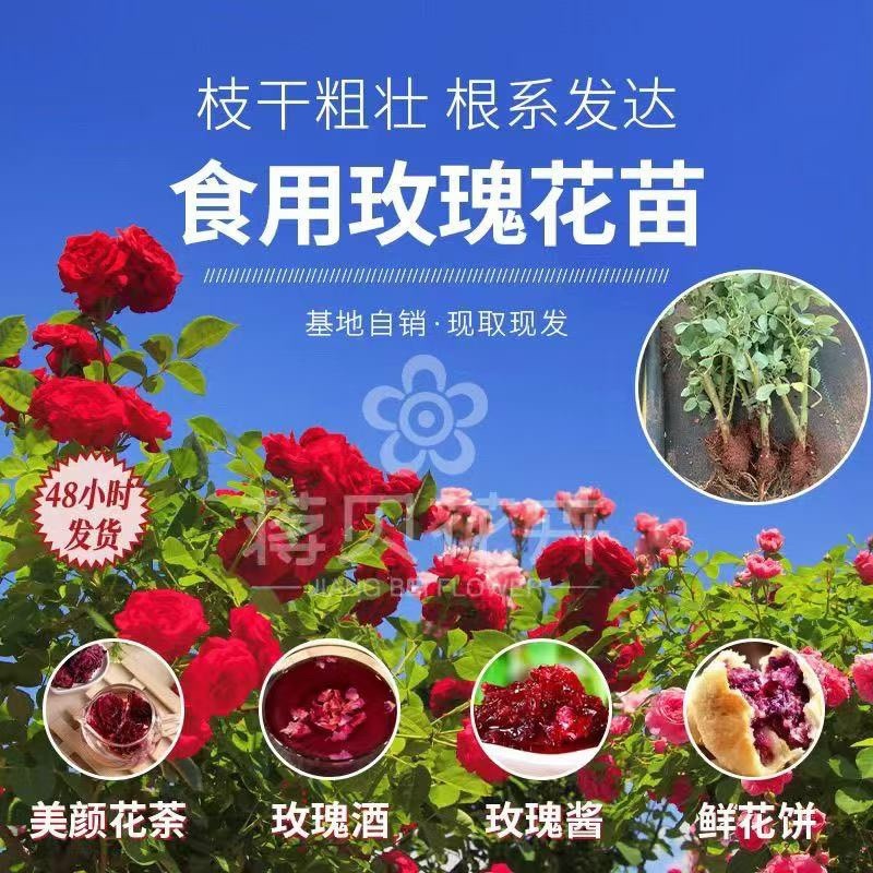 食用玫瑰花苗一首货源大量上市各种规格都有