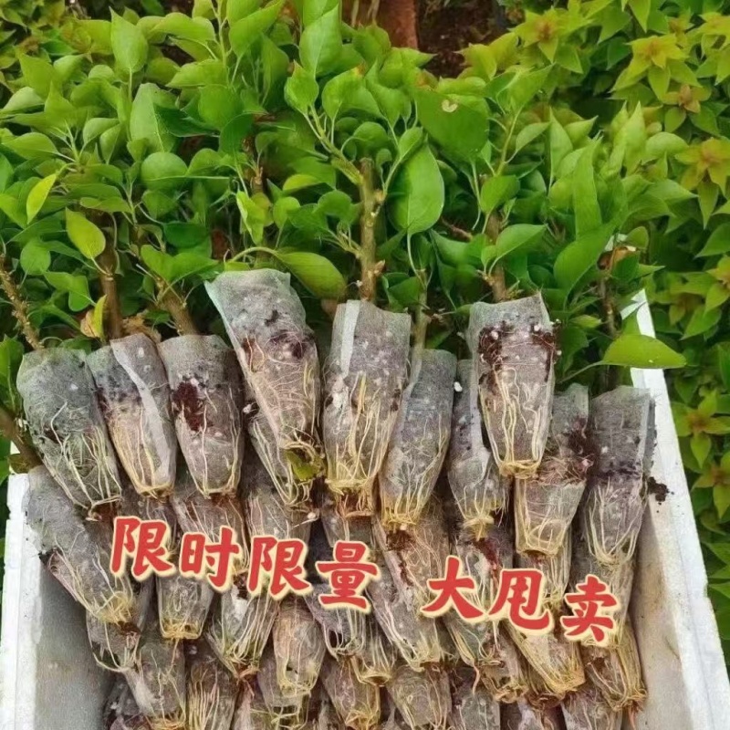 三角梅自己家种植大量上市，各种各样规格都有