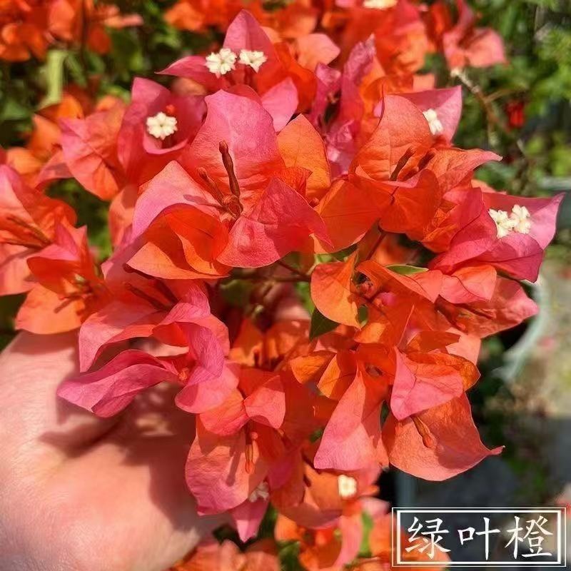 三角梅自己家种植大量上市，各种各样规格都有