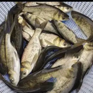 出售各种鱼苗各种成品鱼
