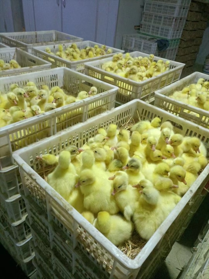 大三花鹅苗浙东鹅苗量大从优防疫到位