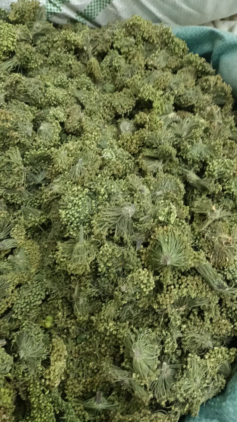 三七花，各种规格诚信经营，