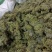 三七花，各种规格诚信经营，