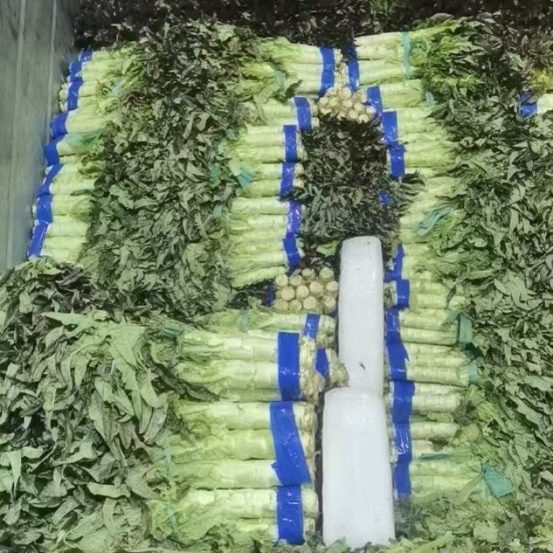 攀枝花红叶莴笋