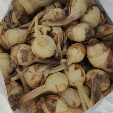 大白皮茨菇