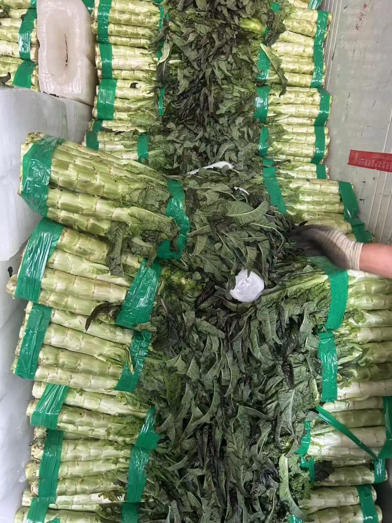 攀枝花红叶莴笋