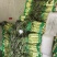 攀枝花红叶莴笋