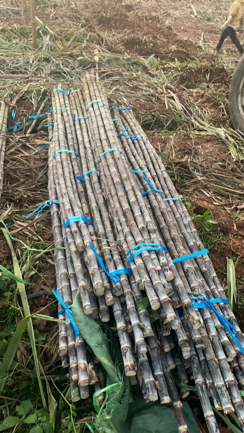 黑皮甘蔗—云南黑皮甘蔗—现挖现装—保质保量—大量有货