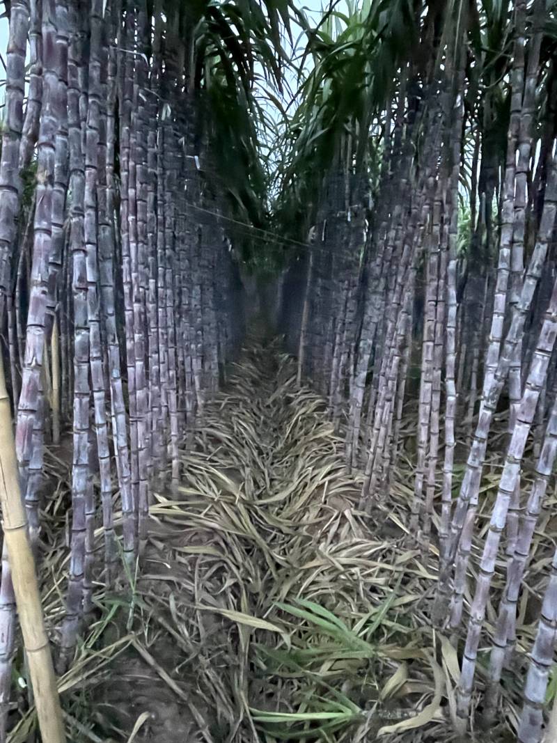 黑皮甘蔗—云南黑皮甘蔗—现挖现装—保质保量—大量有货