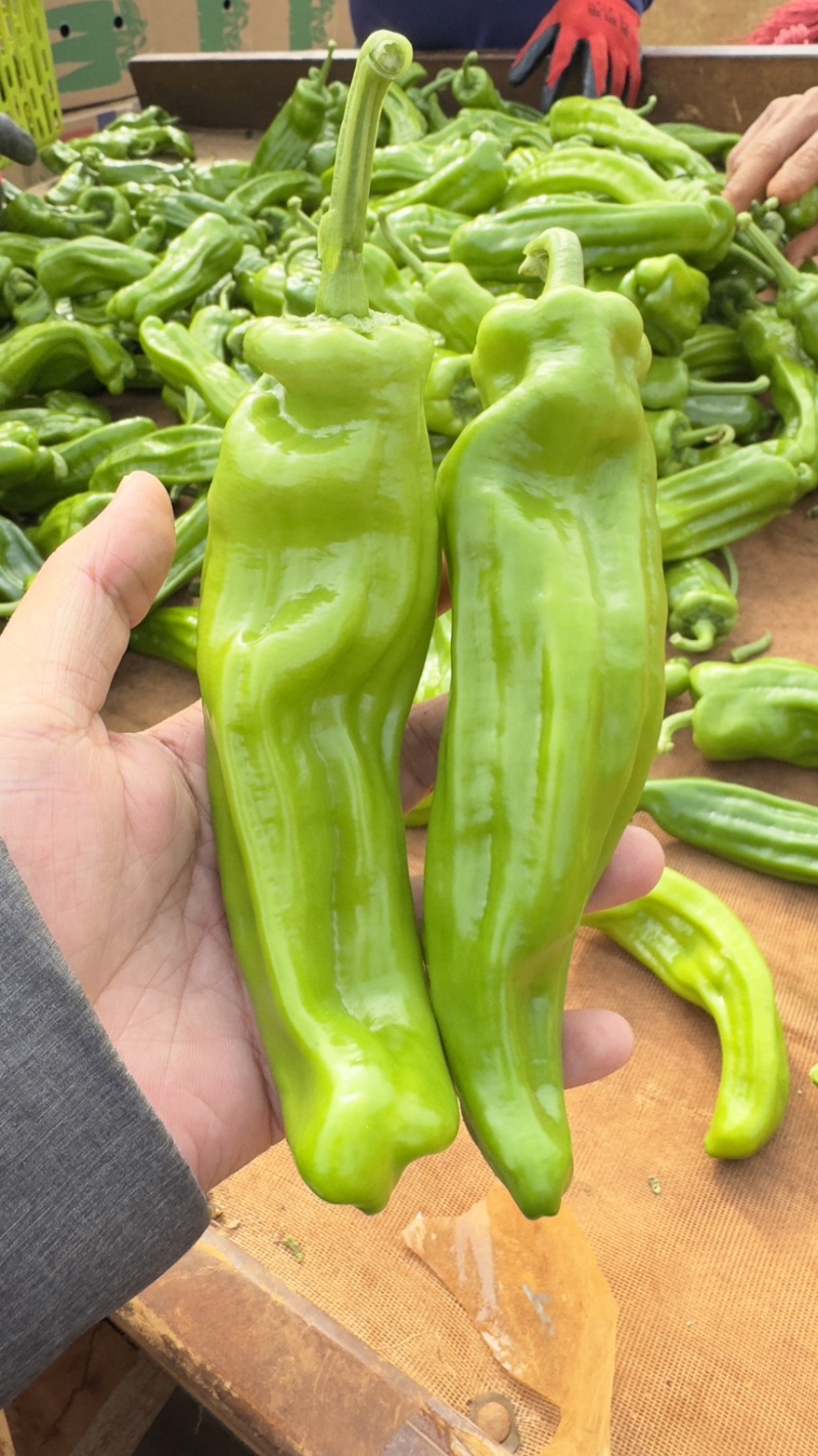 【推荐】芜湖椒、大量有货，一手货源，欢迎来电