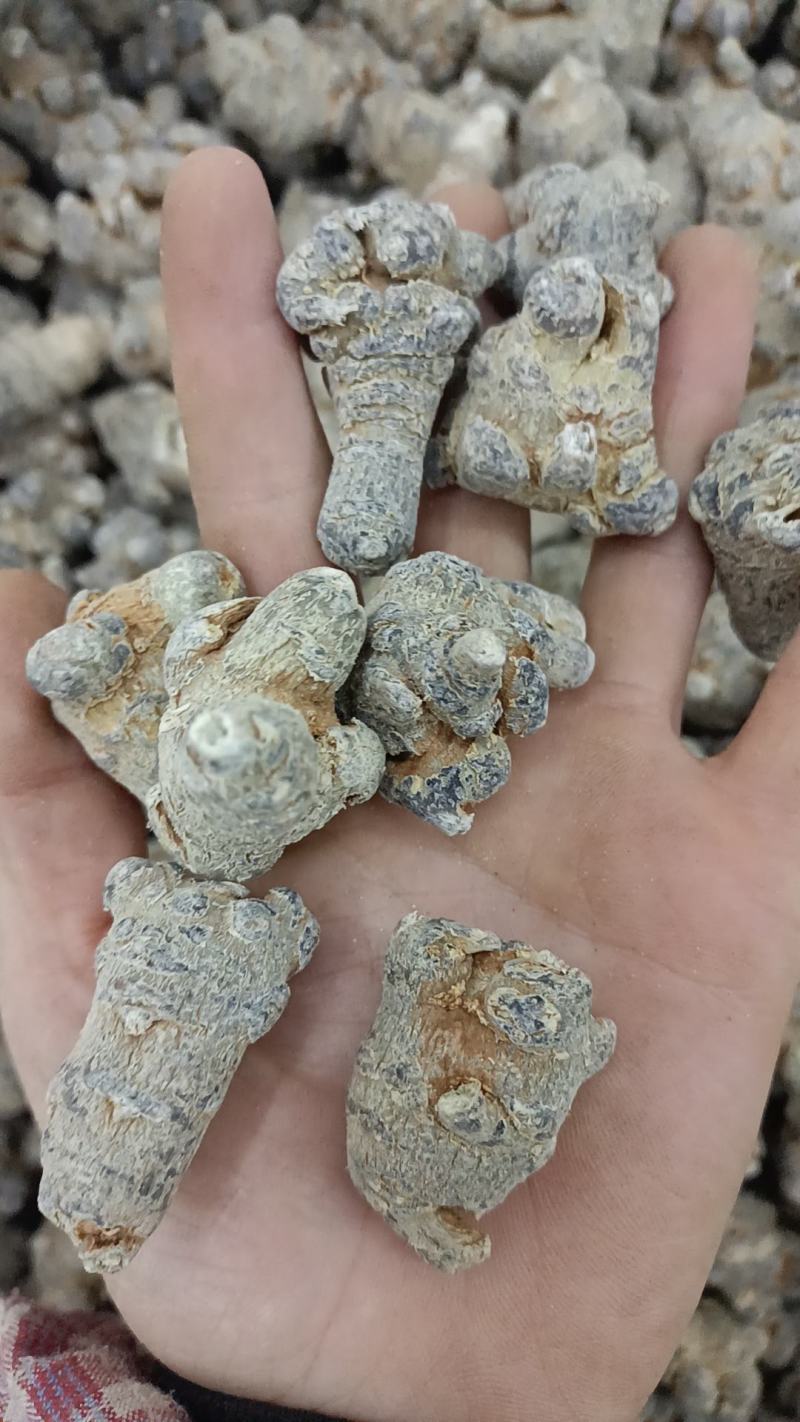 三七文山三七规格多货品齐代加工打粉有需要下单就发货