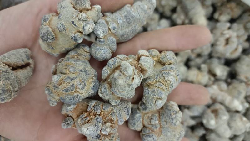 三七文山三七规格多货品齐代加工打粉有需要下单就发货