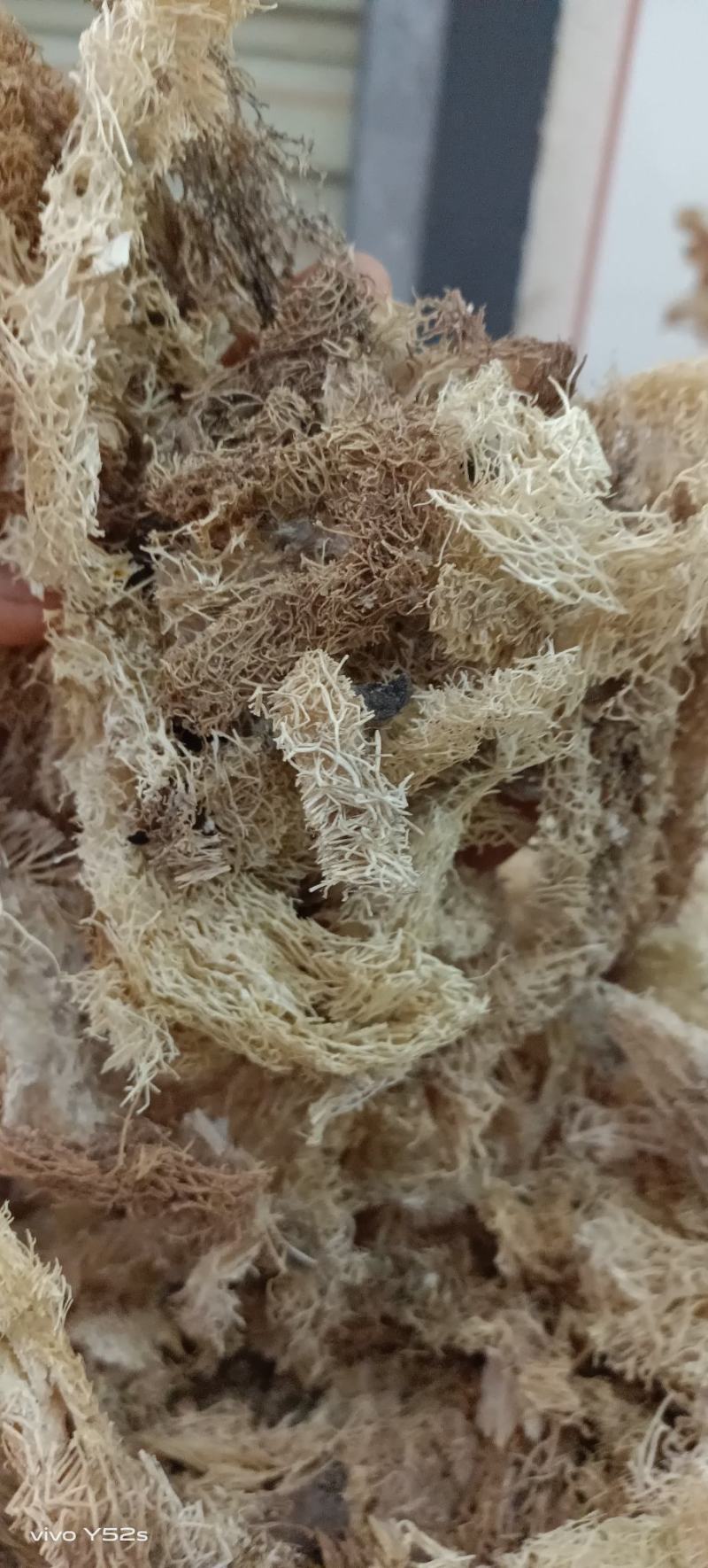 丝瓜络药用各种中药，品种多货品齐实体拍摄无硫***