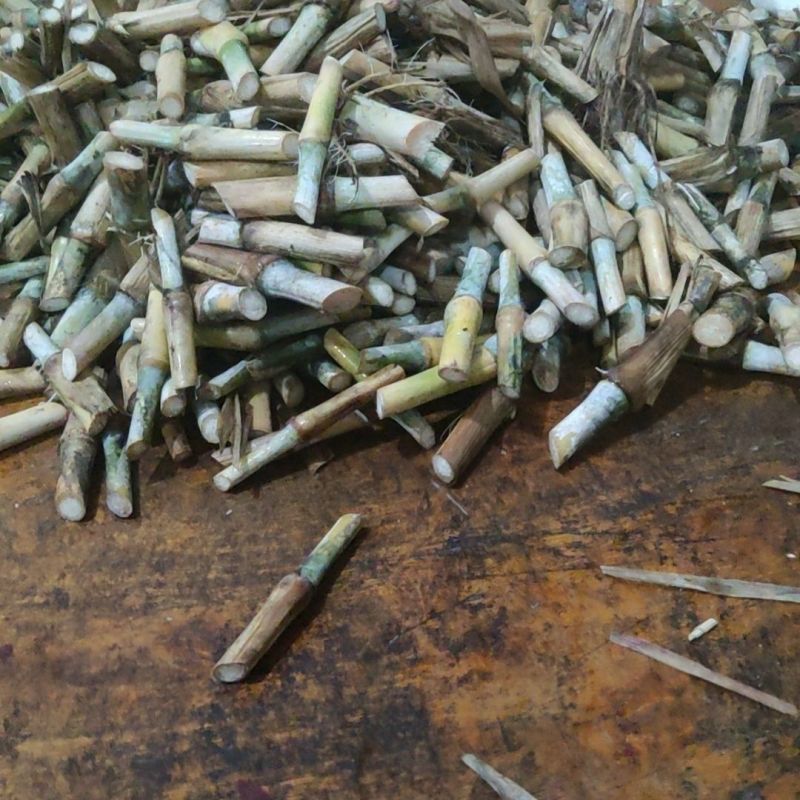 巨菌草种苗多年耐寒耐热全国发货