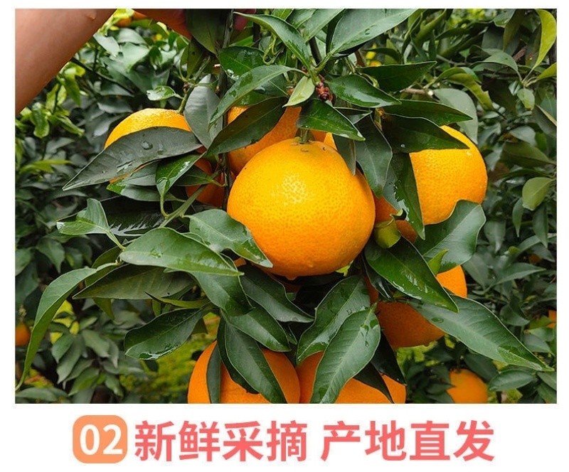 四川春见耙耙柑一件代发眉山丹棱浦江农场批发代办装车