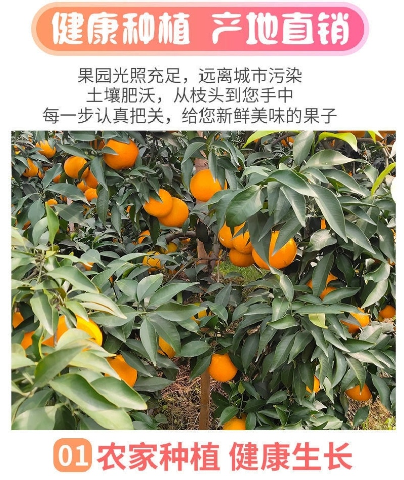 四川春见耙耙柑一件代发眉山丹棱浦江农场批发代办装车