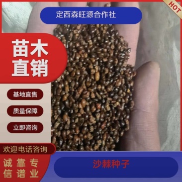 沙棘种子，沙棘种子发芽率高，成活率高