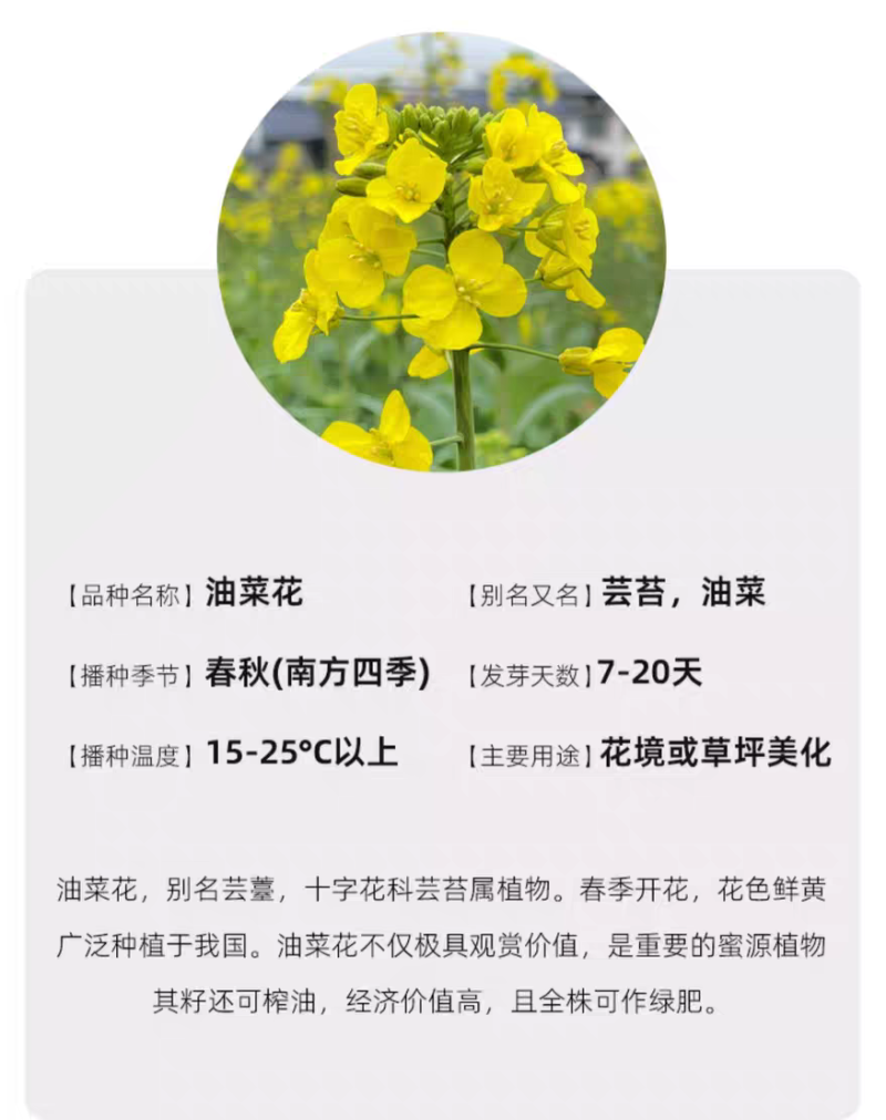 观赏油菜花种子高产榨油油菜籽四季易种耐热耐旱花种籽子易活