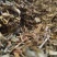 仙鹤草产新仙鹤草无琉***过筛净货色泽好