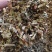 仙鹤草产新仙鹤草无琉***过筛净货色泽好