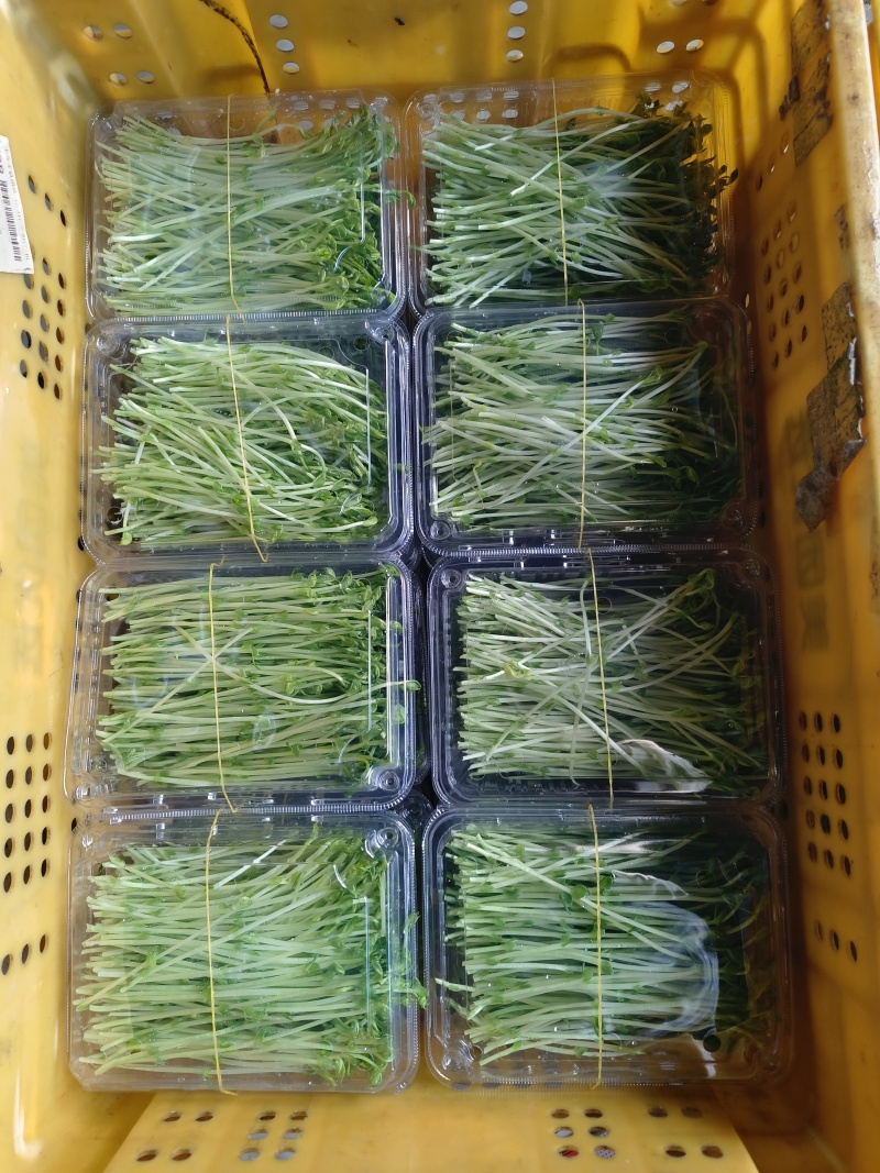 精品水培豌豆苗产地直供，量大从优